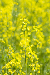 rape field with yellow flowers