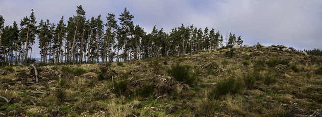 Paysage, arbre, d&eacute;truit