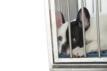 Dog in cage waiting for adopt to new home