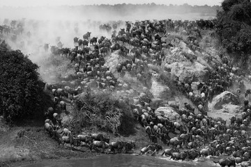 Wildebeests are crossing Mara river. Great Migration. Kenya. Tanzania. Masai Mara National Park. An excellent illustration.
