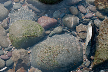 rock pool