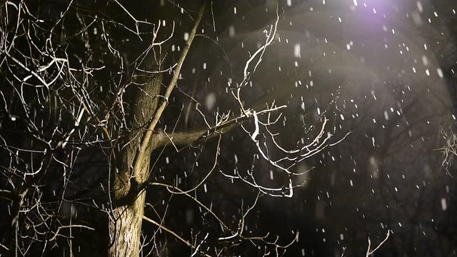 Snowfall in springtime season with a rotten tree in background