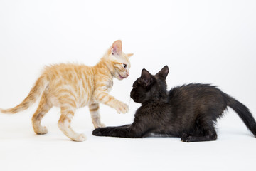 Fototapeta premium Feline in the Bright Studio Setting