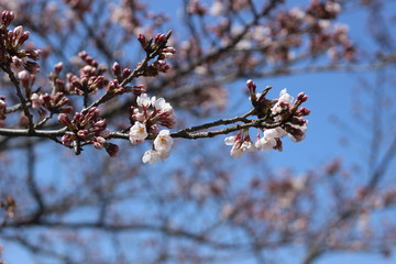 美しい桜の花
