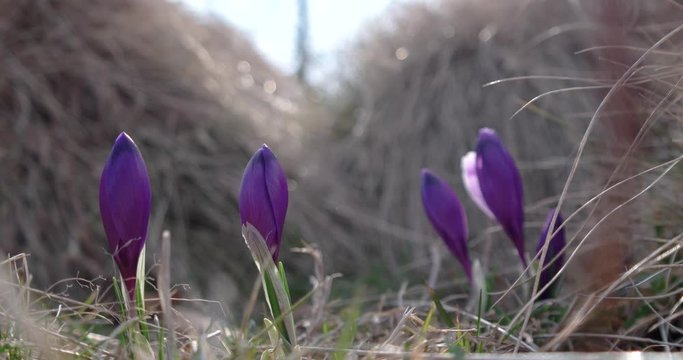 Spring Purple Crocus in Grass With Morning Light