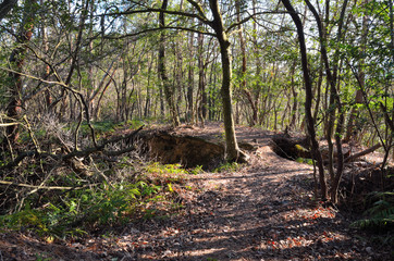 京都　大文字山　登山道