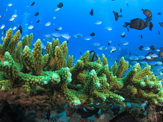 Fototapeta na wymiar 沖縄の海　小魚戯れるサンゴ礁　スズメダイ