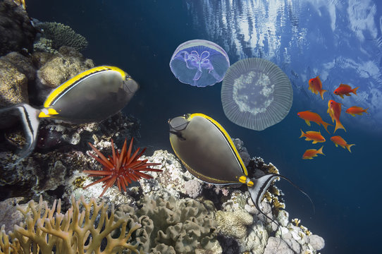 Naso lituratus - barcheek unicornfish - saltwater fish
