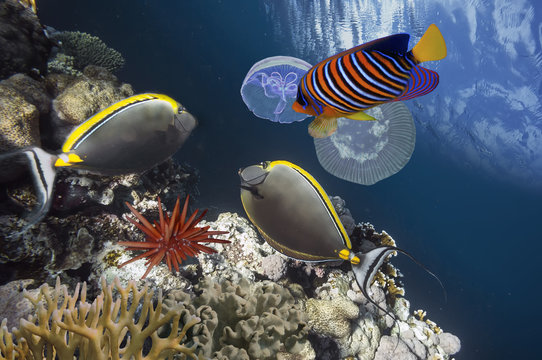 Naso lituratus - barcheek unicornfish - saltwater fish