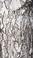 birch bark background