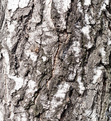birch bark texture
