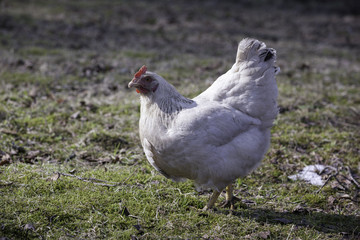 Chickens walking in the country farm