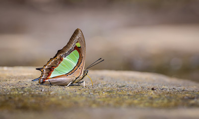 Beautiful The Common Nawab butterfly eat mineral in nature