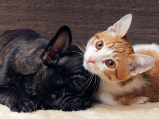 Cat and dog sleeping together. Kitten white with red. The dog french bulldog puppy. Black Dog. Relationship dog and cat.