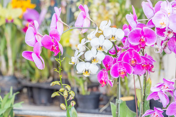 white and pink orchid