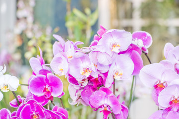 white and pink orchid