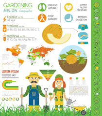 Fototapeta premium Gardening work, farming infographic. Melon. Graphic template. Fl
