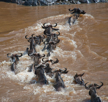 Wildebeests are crossing Mara river. Great Migration. Kenya. Tanzania. Masai Mara National Park. An excellent illustration. © gudkovandrey