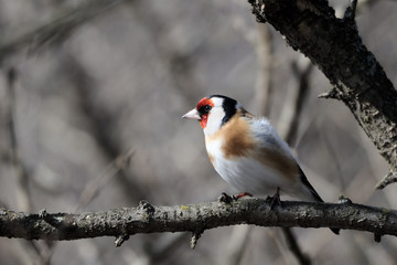 Perching Goldfinch in early spring
