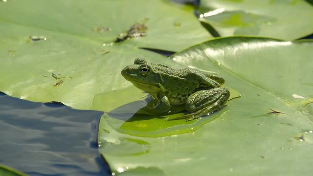 Marsh frog sitting on a water lilies leaf in a lake