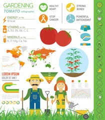 Gardening work, farming infographic. Tomato. Graphic template. F