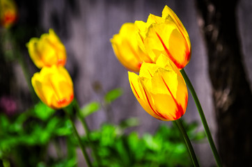 Obraz premium Yellow tulips