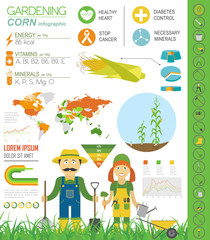 Gardening work, farming infographic. Corn. Graphic template. Fla