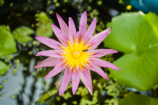 Lotus