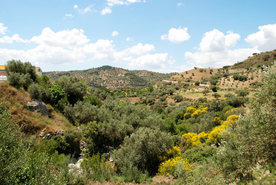 Trees obscuring the Sabar riverbed near Periana, Spain.