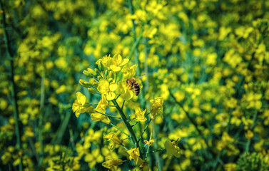 bee collects nectar from rape