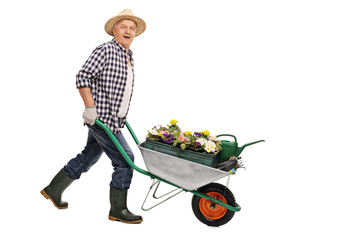 Mature gardener pushing a wheelbarrow
