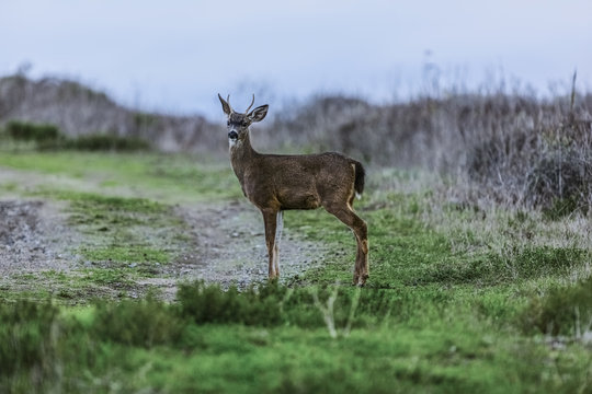 Deer standing near dirt path