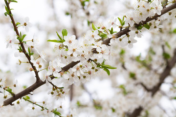 branch of a blossoming tree with beautiful white flowers