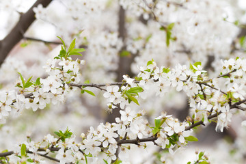 Obraz premium branch of a blossoming tree with beautiful white flowers