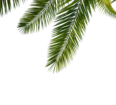 Isolated Palm Leaves on white background