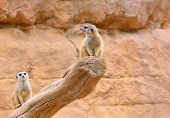 Two suricates on dry tree
