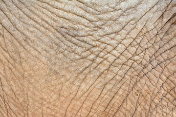 Wrinkled elephant skin