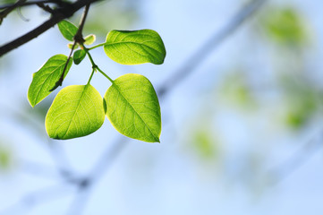 green leaves in spring sunny day