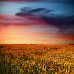wheat field and beauty clouds in sunset time