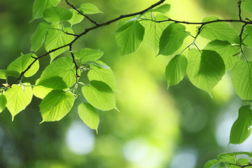 Fototapeta na wymiar fresh and green leaves in sunny day