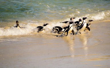 African penguins emerging from the sea