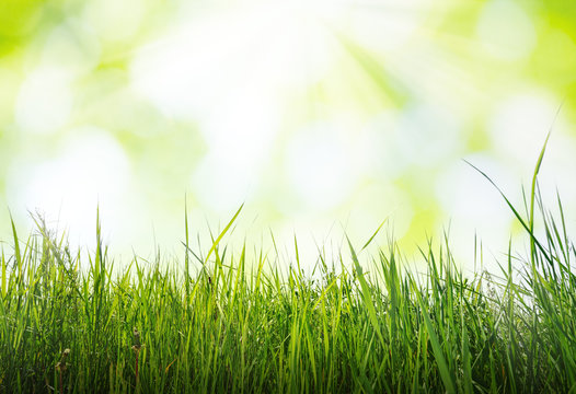 grass in sun light, spring background