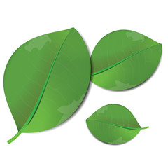 Leaves vector icon.