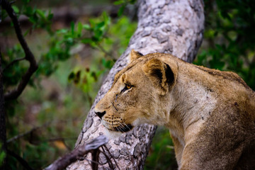 Lioness paying full attention