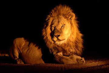 Obraz na płótnie Canvas king of the Jungle at night