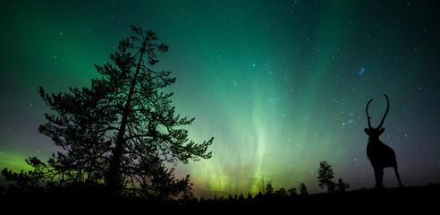 A beautiful green and red aurora dancing - obrazy, fototapety, plakaty