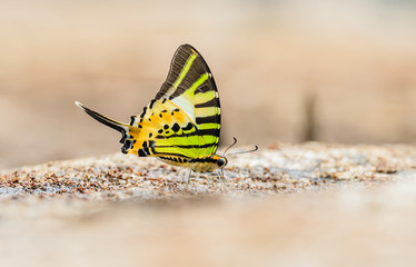Beautiful The Fivebar Swordtail butterfly eat mineral in nature
