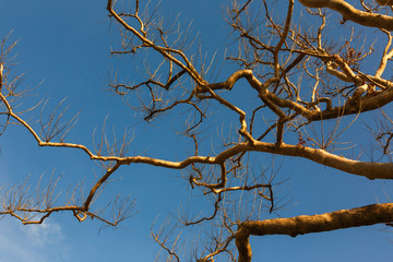Fototapeta na wymiar Leafless branches of a plane tree and the blue sky