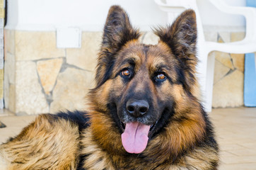 Cane - Pastore Tedesco