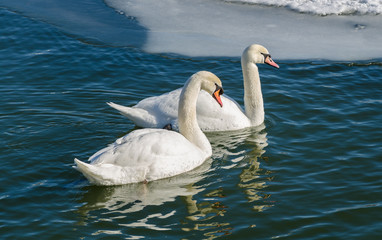 Naklejka premium Two mute swan (Cygnus Olor). A pair of mute swans swimming near the ice edge.